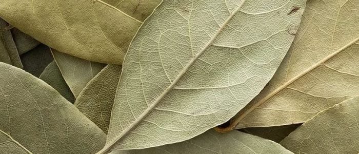 bayleaf