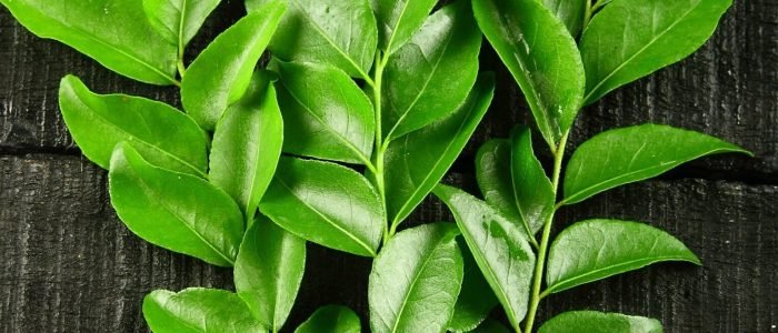 curry leaf