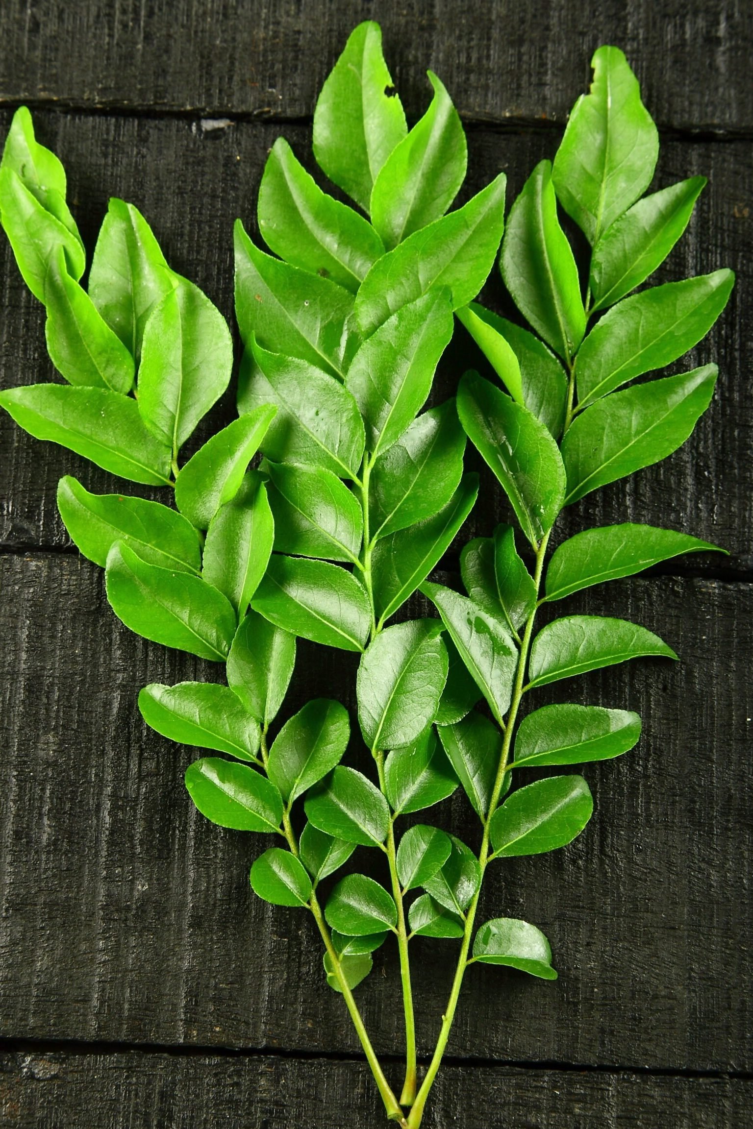 curry leaf