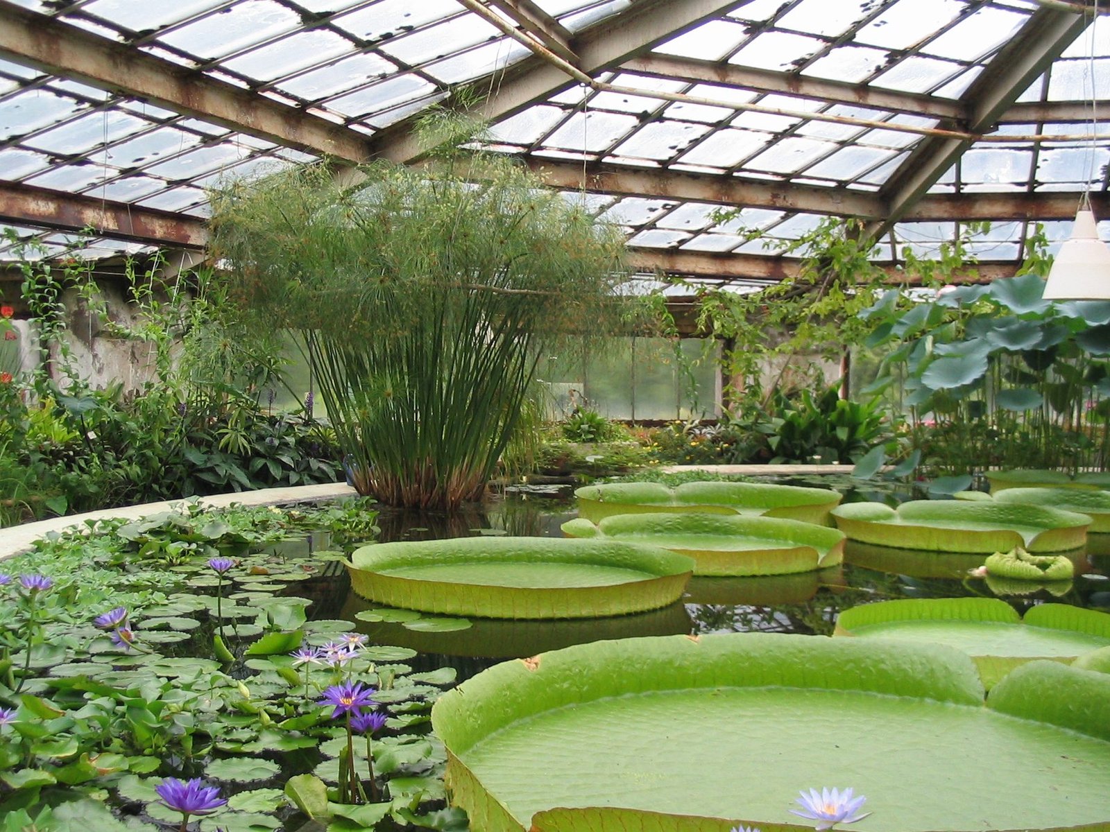 The Green House 3 the green house